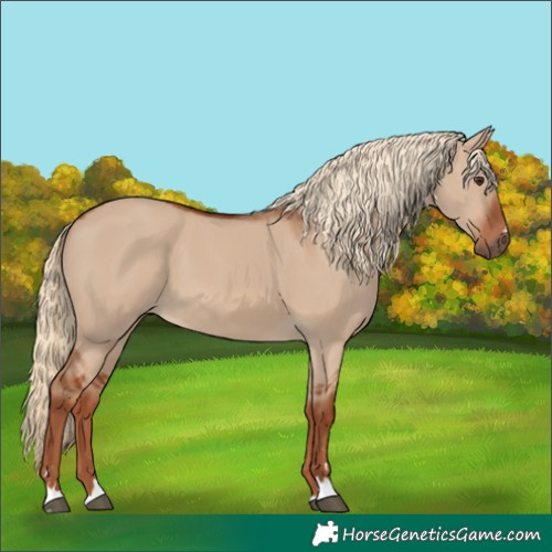 Horse Color:Red Dun 