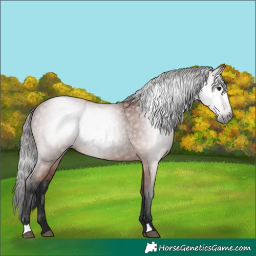 Horse Color:Gray Bay 