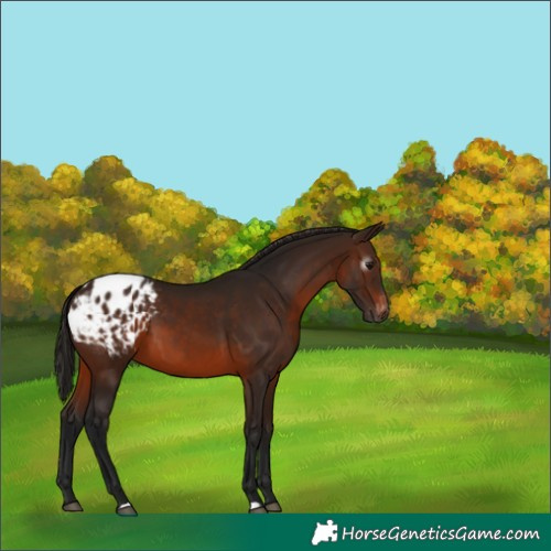 Horse Color:Gray Bay Appaloosa 