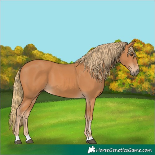Horse Color:Chestnut 