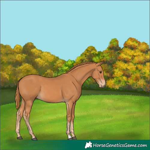 Horse Color:Chestnut 