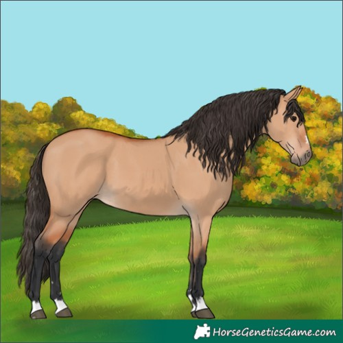 Horse Color:Bay Dun 