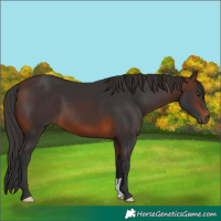 Horse Color:Brown 