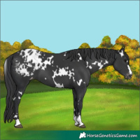 Horse Color:White Spotted Black Appaloosa 