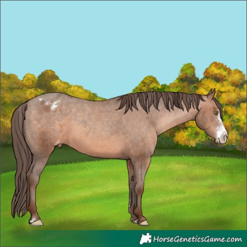 Horse Color:Sable Champagne Sabino Appaloosa 