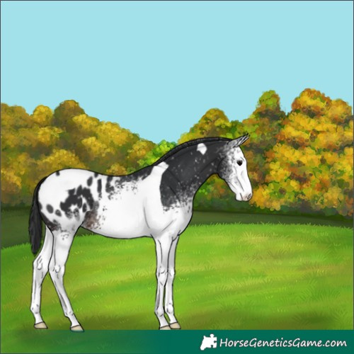 Horse Color:White Spotted Brown Tobiano Appaloosa