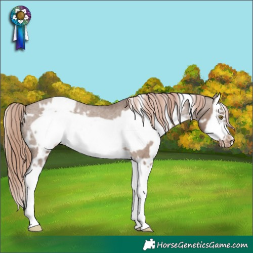 Horse Color:White Spotted Liver Red Dun Splash Frame Appaloosa 