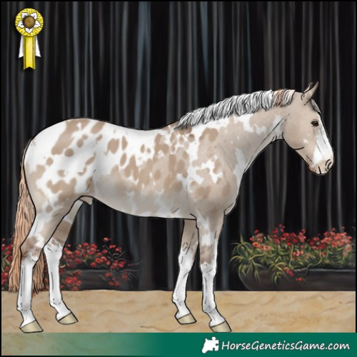 Horse Color:White Spotted Liver Red Dun Appaloosa