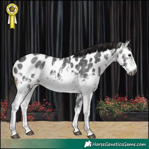 Horse Color:Gray White Spotted Brown Sabino Appaloosa 