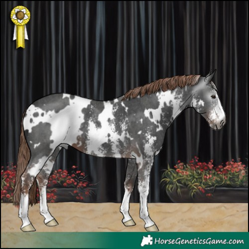 Horse Color:Gray White Spotted Liver Chestnut Sabino