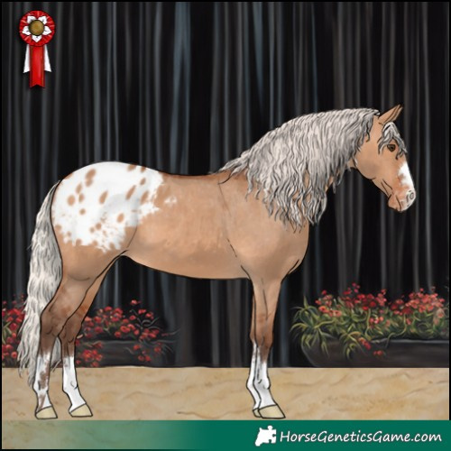 Horse Color:Silver Bay Dun Appaloosa