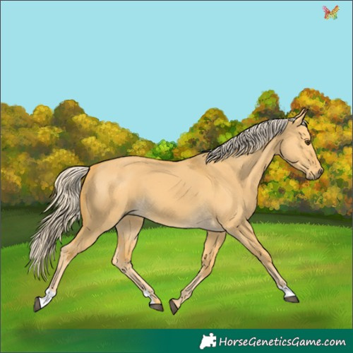 Horse Color:Palomino Dun 