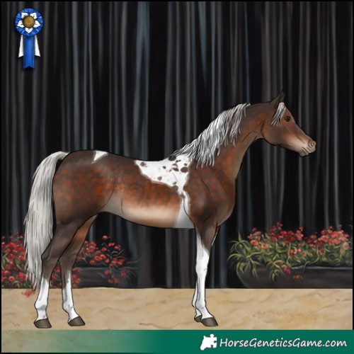 Horse Color:Silver Brown Tobiano Rabicano 