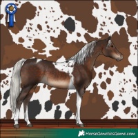 Horse Color:Silver Brown Tobiano Rabicano