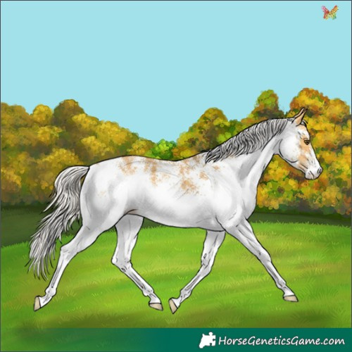 Horse Color:White Spotted Silver Buckskin Dun 