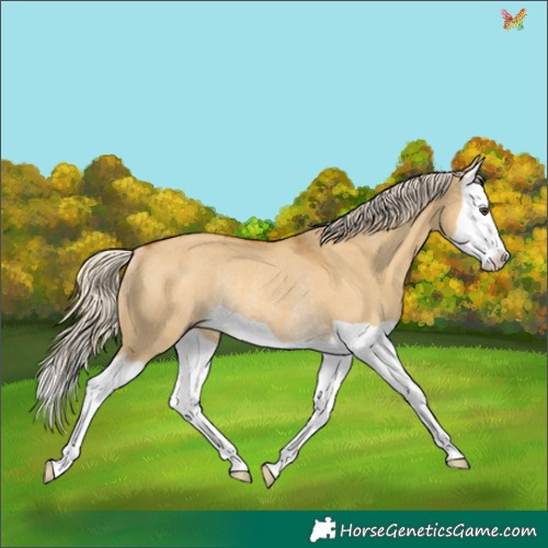 Horse Color:Palomino Dun Splash Rabicano 