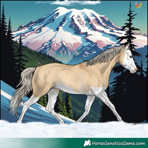 Horse Color:Palomino Dun Splash Rabicano 