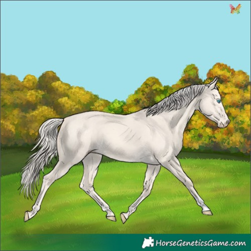 Horse Color:Cremello Dun 