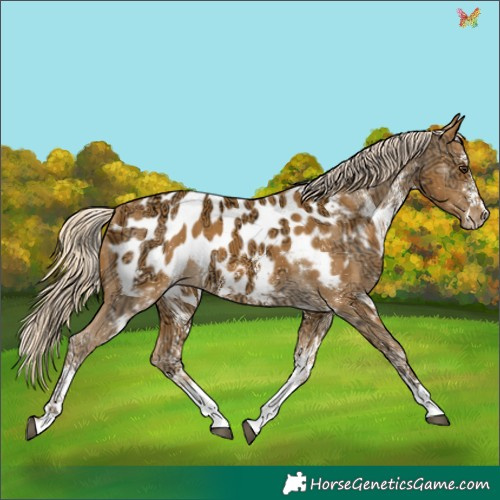 Horse Color:White Spotted Palomino Ice Appaloosa 