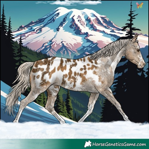 Horse Color:White Spotted Palomino Ice Near Leopard 