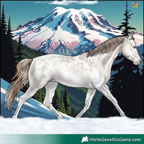 Horse Color:White Spotted Buckskin Pearl Onyx Near Leopard Rabicano 