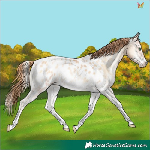 Horse Color:White Spotted Buckskin Pearl Onyx Appaloosa Rabicano 