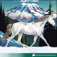 Horse Color:White Spotted Buckskin Ice Onyx Appaloosa Rabicano