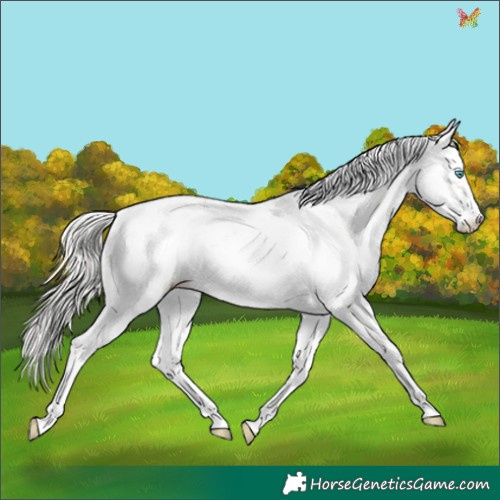 Horse Color:White Spotted Silver Smoky Black Pearl Sabino Appaloosa 