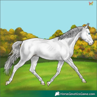 Horse Color:White Spotted Silver Smoky Black Pearl Sabino Appaloosa