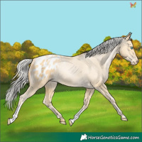 Horse Color:Silver Buckskin Pearl Appaloosa