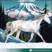 Horse Color:Silver Buckskin Pearl Appaloosa