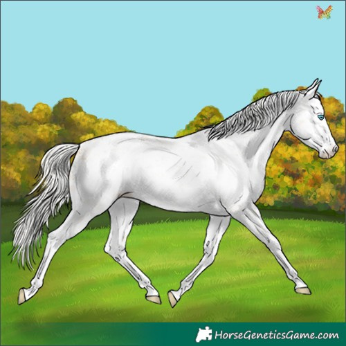 Horse Color:White Spotted Silver Smoky Black Pearl Sabino Appaloosa 