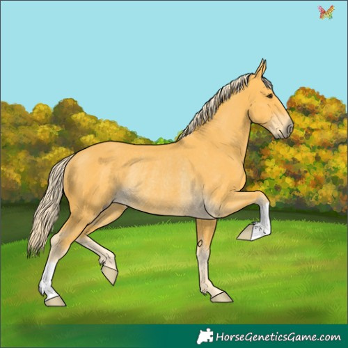 Horse Color:Palomino Rabicano 