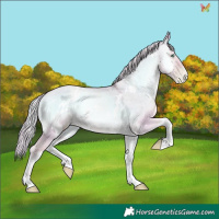 Horse Color:Watercolor White Spotted Palomino Pearl Onyx 