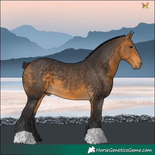 Horse Color:Buckskin 