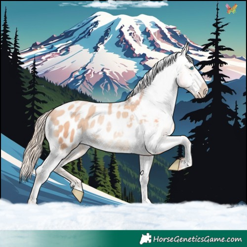 Horse Color:Gold Champagne Pearl Appaloosa 