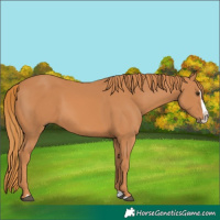 Horse Color:Chestnut Splash 