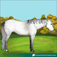 Horse Color:Gray White Spotted Buckskin Roan