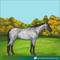 Horse Color:Smoky Blue Roan