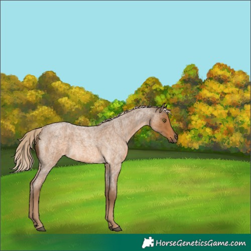 Horse Color:Chocolate Palomino Roan 