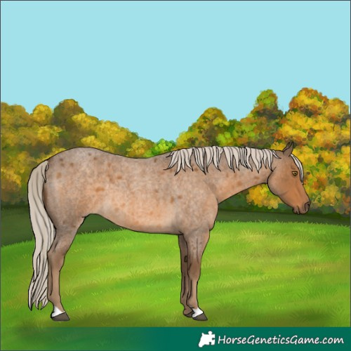Horse Color:Chocolate Palomino Roan 