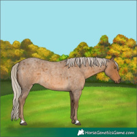 Horse Color:Chocolate Palomino Roan
