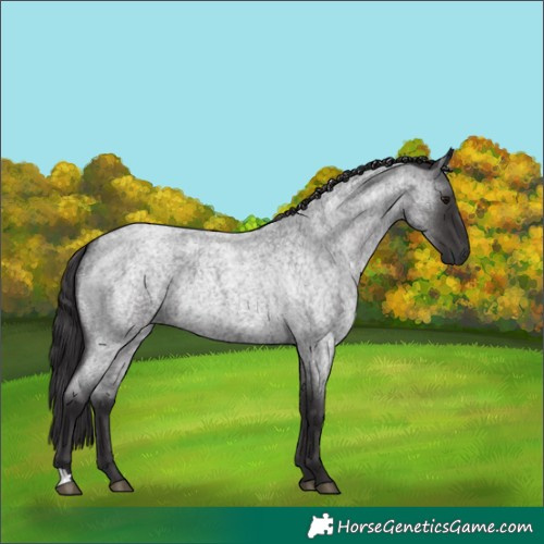 Horse Color:Smoky Blue Roan 