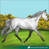 Horse Color:Gray Black 