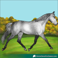 Horse Color:Gray Black 