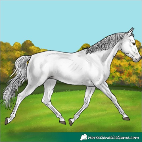 Horse Color:Gray White Spotted Liver Red Dun 