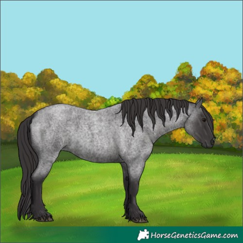 Horse Color:Smoky Blue Roan 