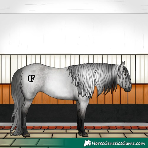 Horse Color:Gray Grullo Roan 