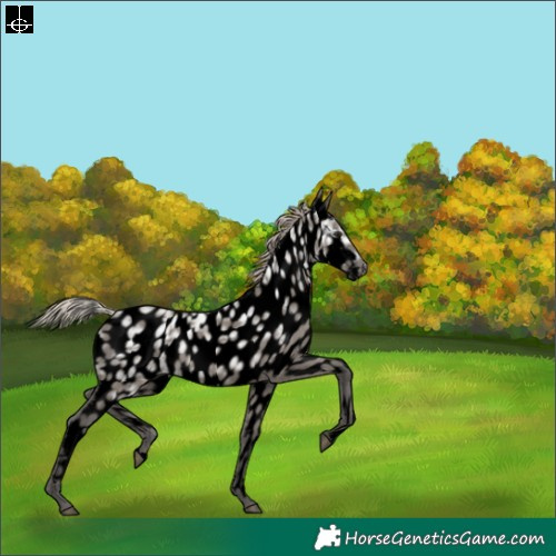 Horse Color:Gray Void Silver Grullo Ice Near Leopard 