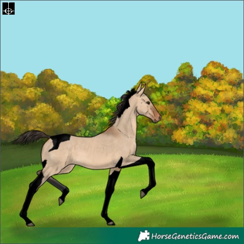 Horse Color:Void Bay Dun Tobiano 